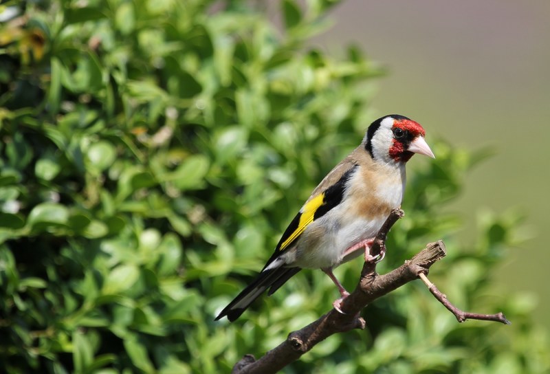 bird finch gold perched feather beak 4k