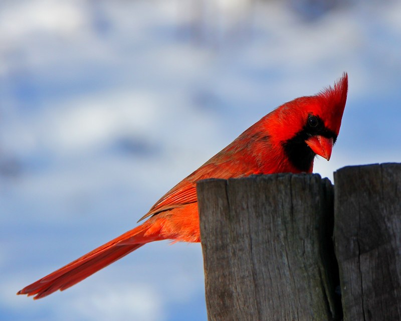 bird nature cardinal male cardinal winter red 4k