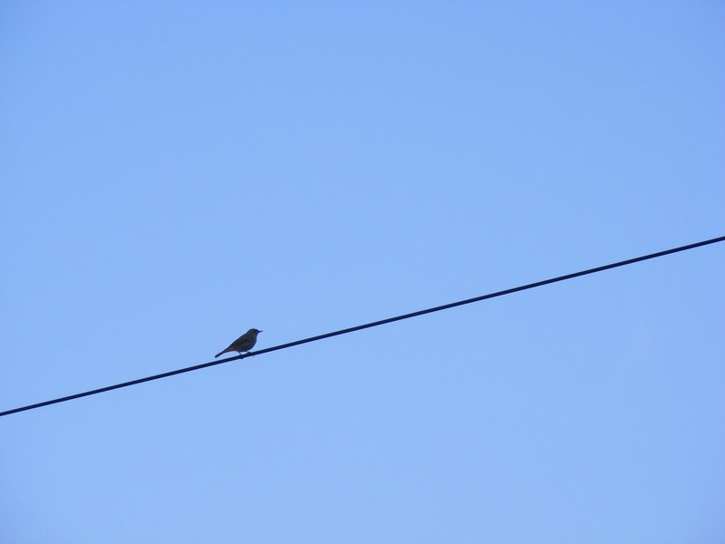 bird sitting wire sky blue sky calm alone 4k