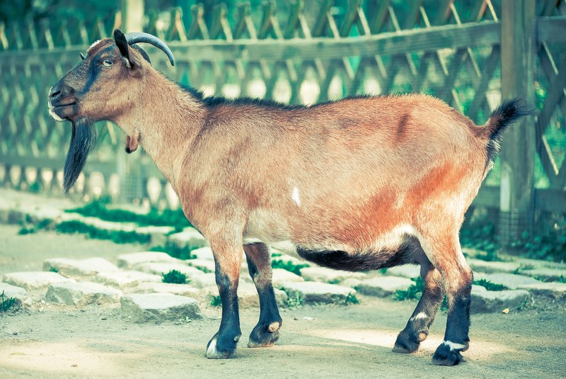 billy goat goat goatee animal mammals nature 4k