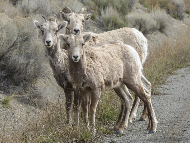 bighorn sheep bighorn ram horns ovis canadenis 4k
