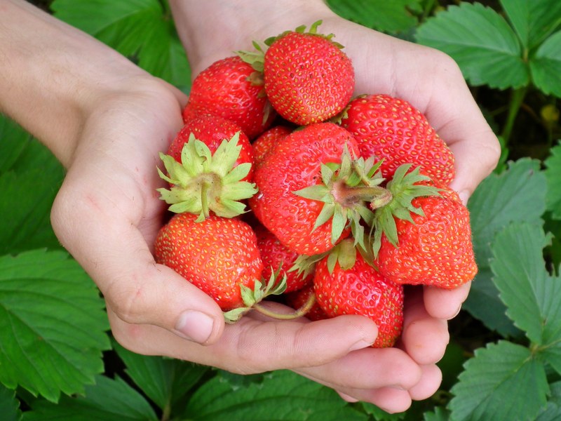 berry strawberry hands leaves red wild strawberry 4k
