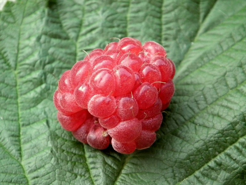 berry raspberry fruit red sweet fresh a lot 4k