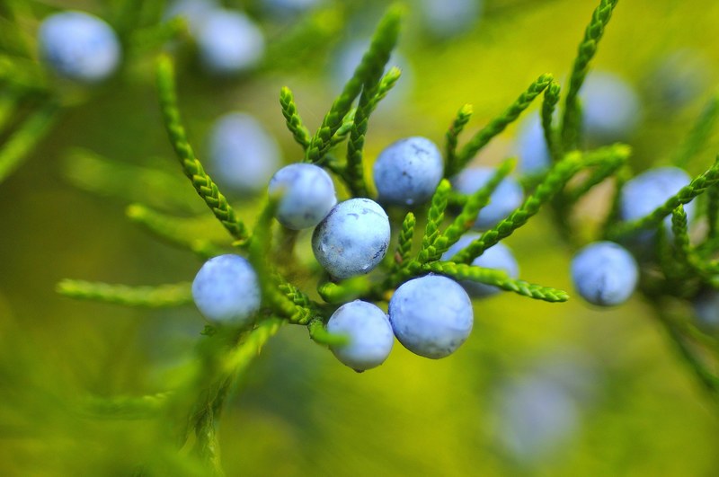 berries blackberries blueberries fruit mature 4k