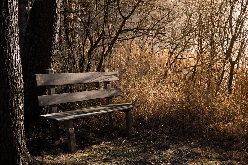 bench bank seat nature out rest benches forest 4k