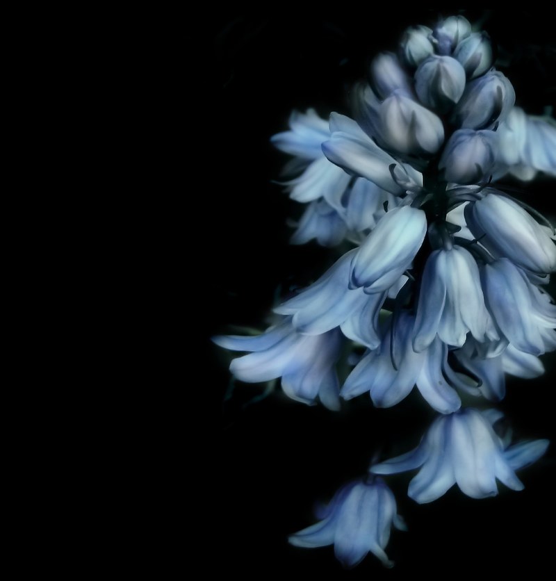 bells flower flowers blue flower black nature 4k