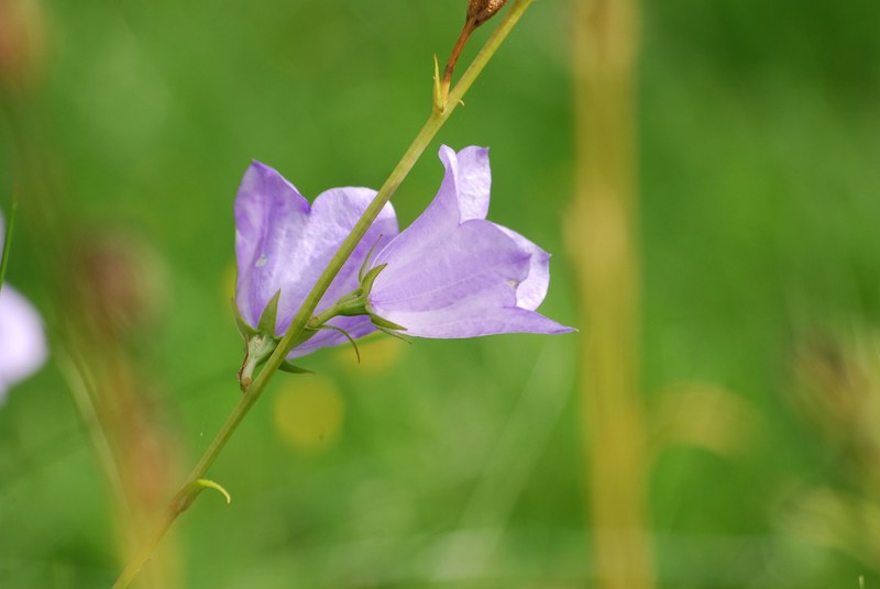 bellflower bells flower bloom petal delicate 4k