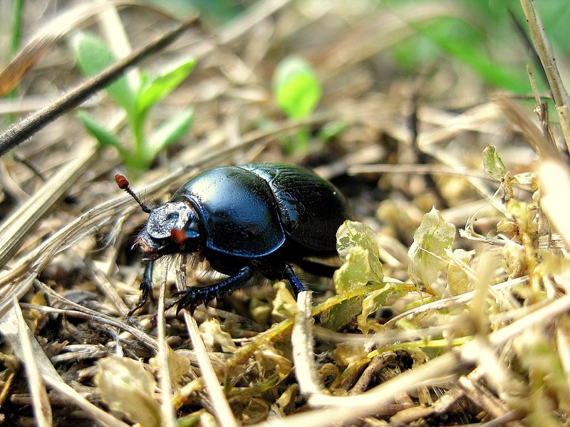 beetle beasts field insect wildlife bug small 4k