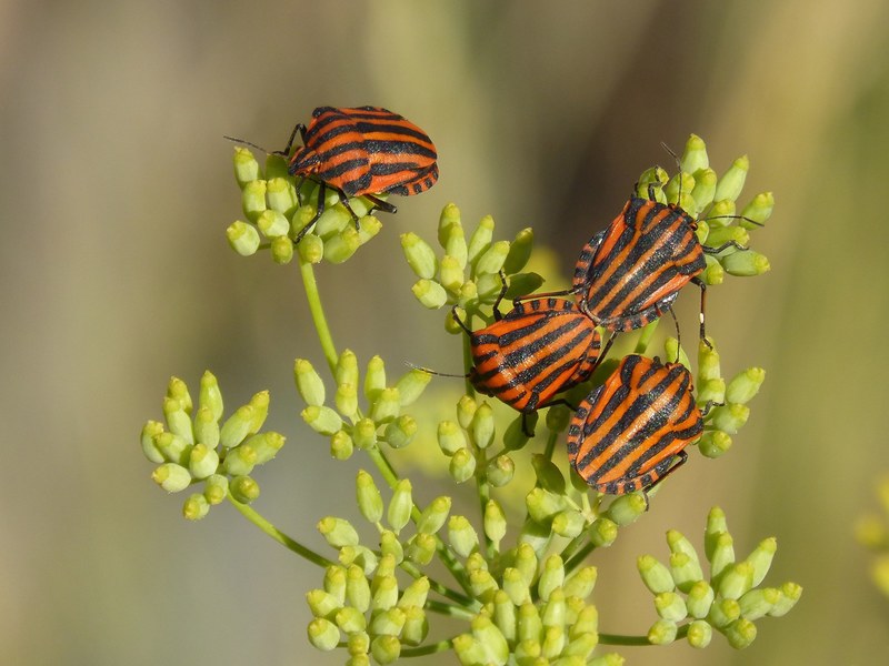 beetles bugs reproduction couple insects striped 4k