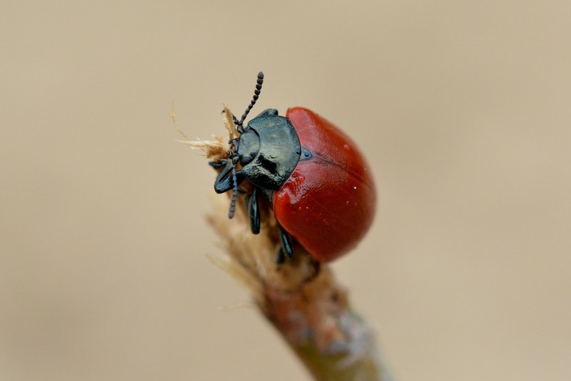 beetle red red beetle insect close macro nature 4k