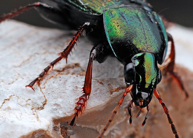 beetle insect macro nature black bug 4k