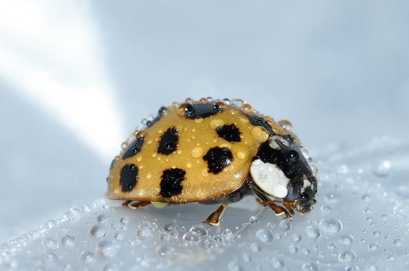 beetles harmonia axyridis ladybug drops water 4k