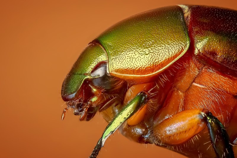 beetle tropical beetles insect macro bug 4k