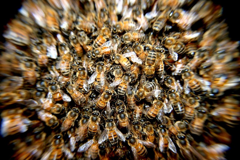 bees swarm insects macro 4k