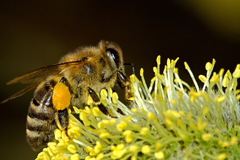 bees pollination insect macro work pollen honey 4k