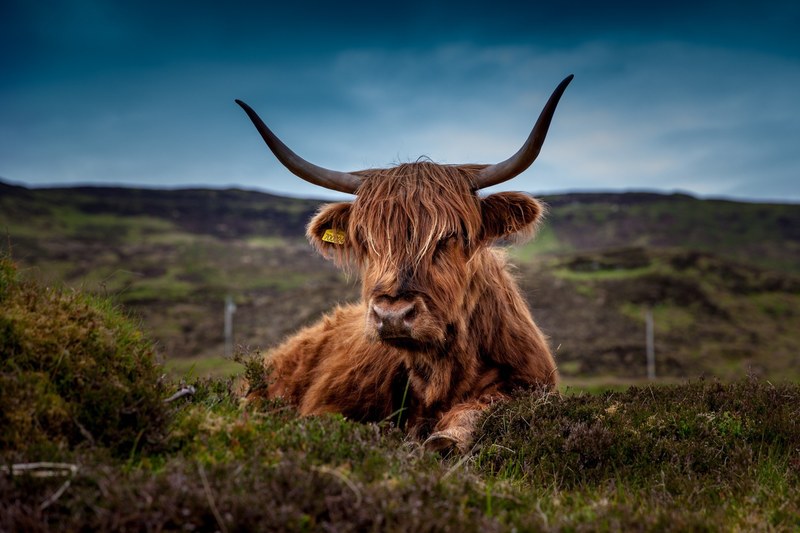 beef scotland highland beef cow ox meadow 4k