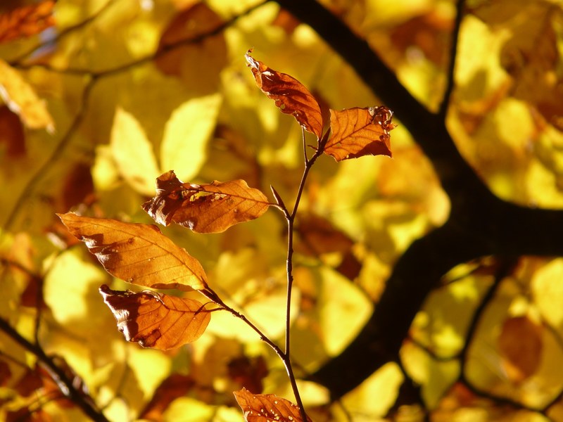 beech fagus sylvatica fagus deciduous tree 4k