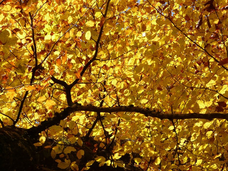 beech fagus sylvatica fagus deciduous tree 4k