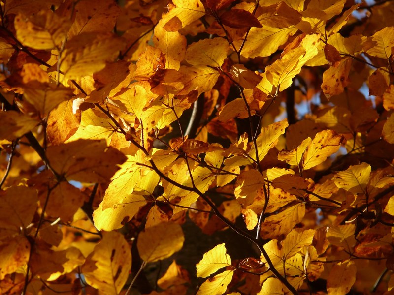 beech fagus sylvatica fagus deciduous tree 4k