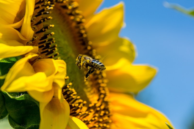bee sun flower yellow busy bee 4k