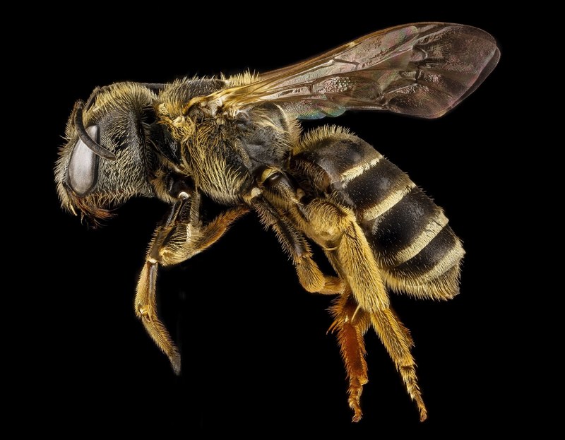 bee halictus macro pollinator bug insect wings 4k
