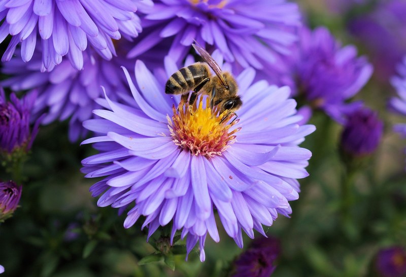 bee flower pollen color blue purple orange 4k