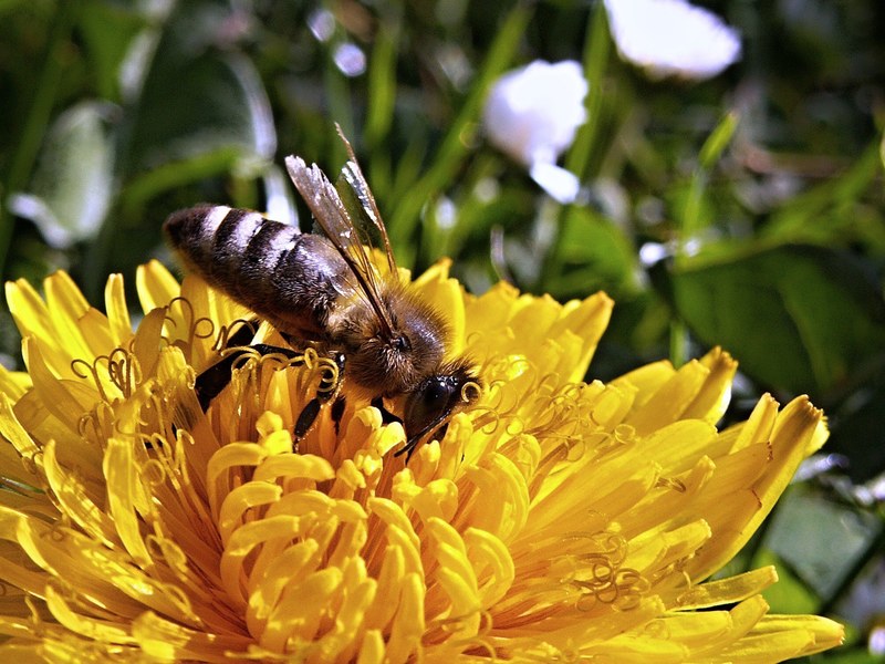 bee dandelion macro spring nature garden flower 4k