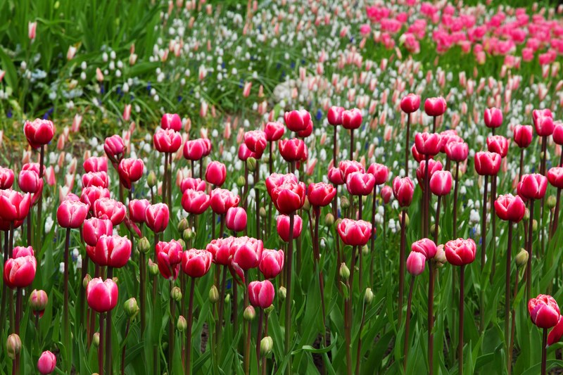beautiful bloom blossom pink flora flower flowers 4k