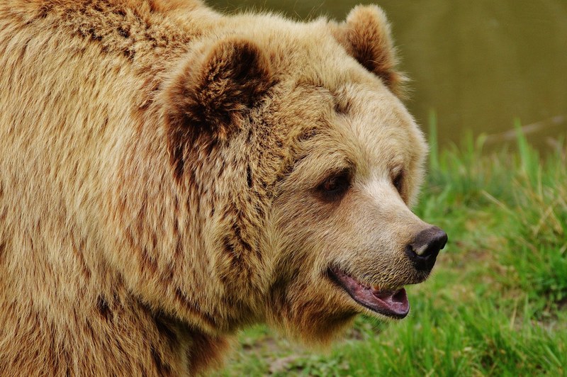 bear wildpark poing brown bear wild animal animal 4k