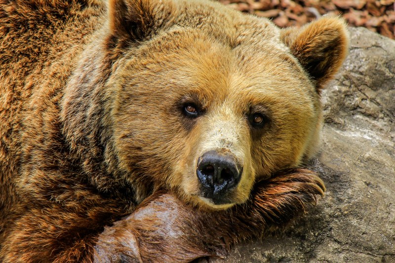 bear animals zoo captivity cute animal snout 4k