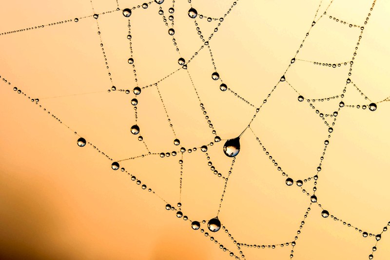 beaded cobweb network dew drip raindrop dewdrop 4k