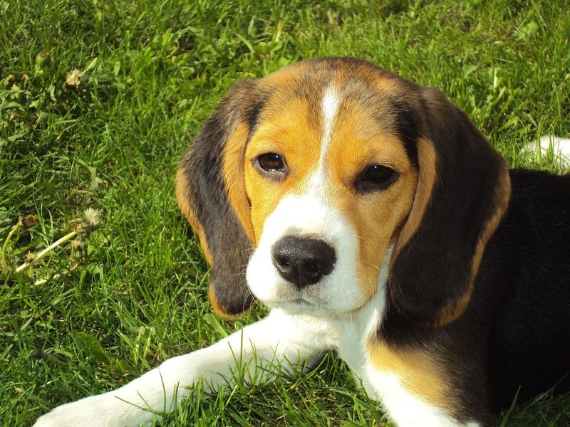 beagle puppy beagle hound dog canine purebred 4k