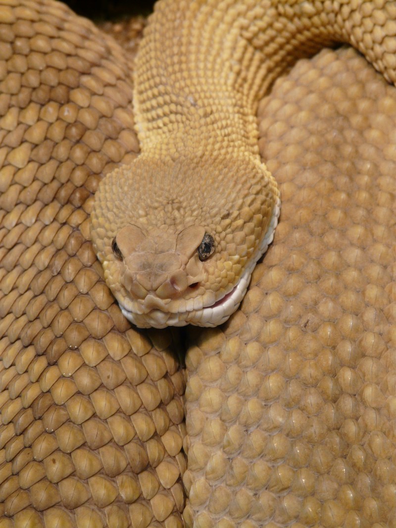 basilisk rattlesnake rattlesnake snake viper 4k