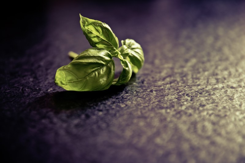 basil spice plant food green herbs kitchen spice 4k