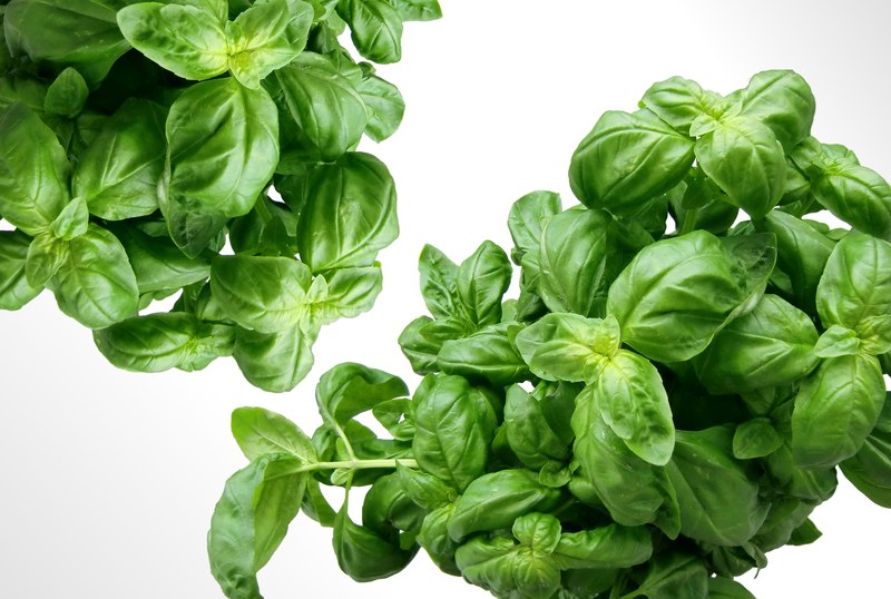 basil herbs green mediterranean leaves plant 4k