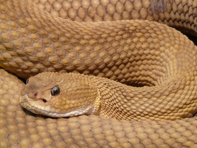 basilisk rattlesnake rattlesnake snake viper 4k