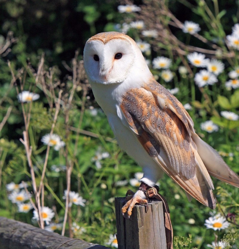 barn owl owl bird animal wildlife nature portrait 4k