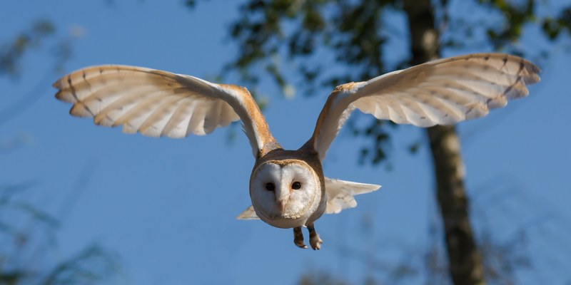 barn owl bird owl nature wildlife prey wings 4k