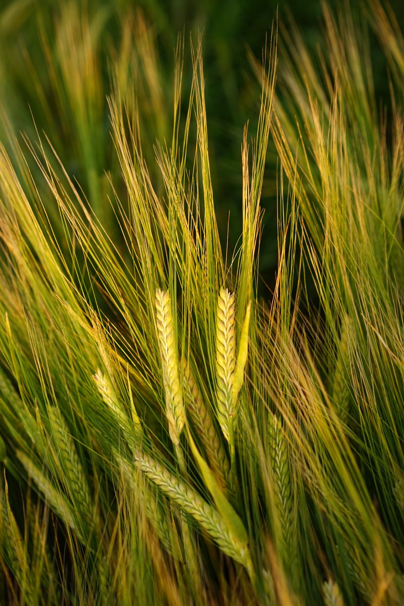 barley field spike grain cereals ripe agriculture 4k