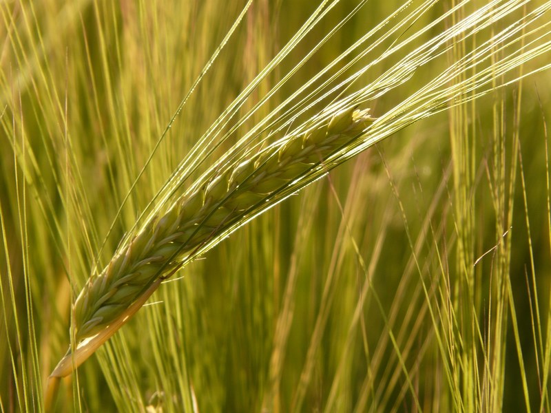 barley field barley cereals grain cereal cornfield 4k
