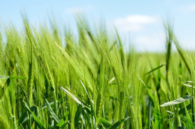 barley cereal grain healthy food agriculture 4k