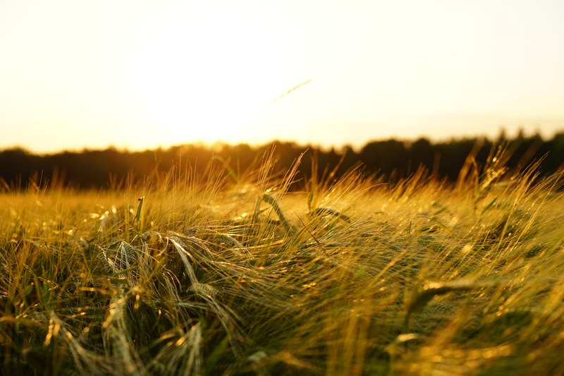 barley field spike grain cereals ripe agriculture 4k