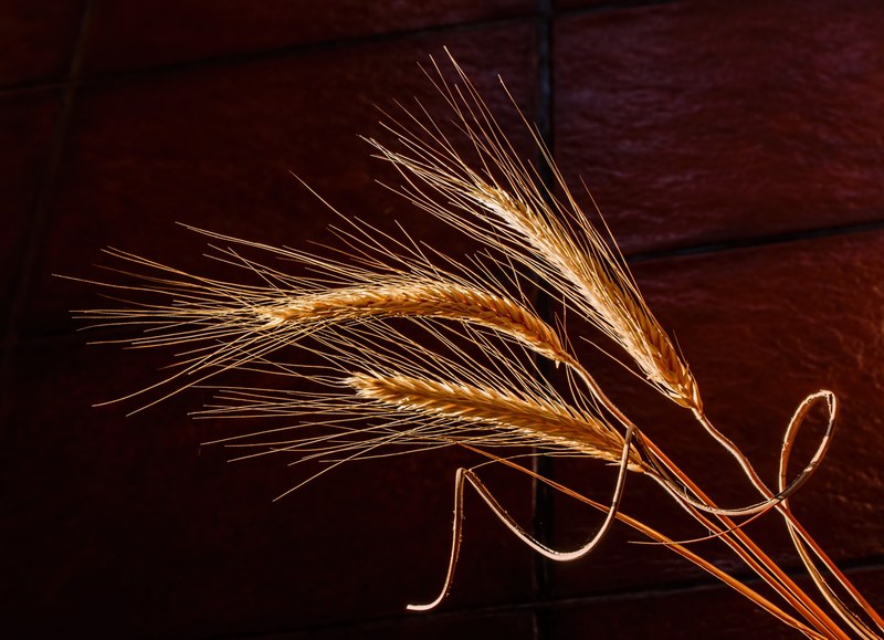 barley dried grass cereal grain health food 4k
