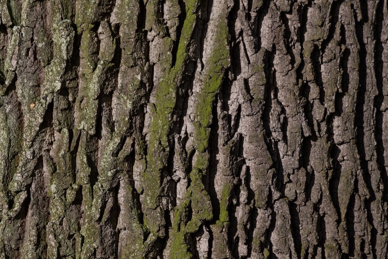 bark tree oak old oak bast shed bark moss green 4k