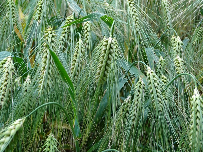 barley cereals agriculture food grain cornfield 4k