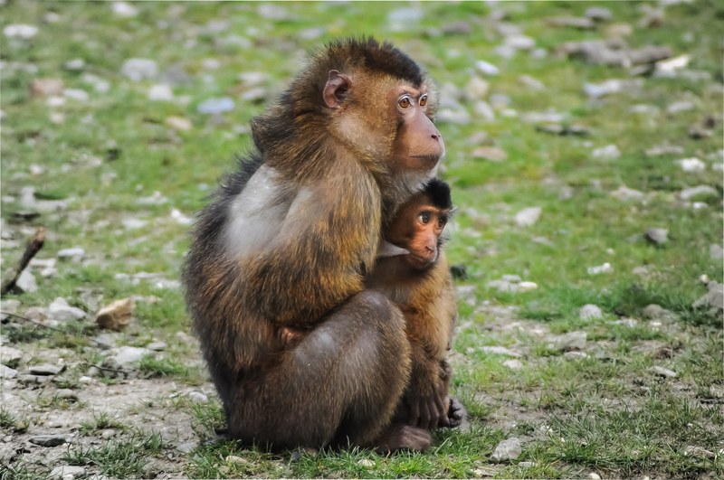 barbary ape ape barbary macaque macaca sylvanus 4k