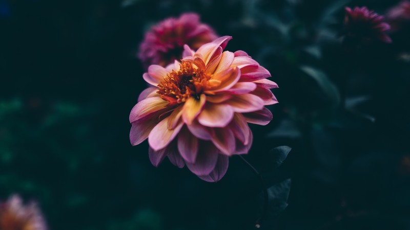 flower, pink, purple, 4K