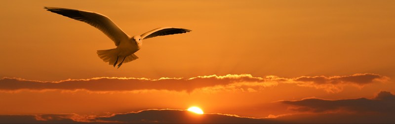banner header gull bird fly clouds orange sunset 4k