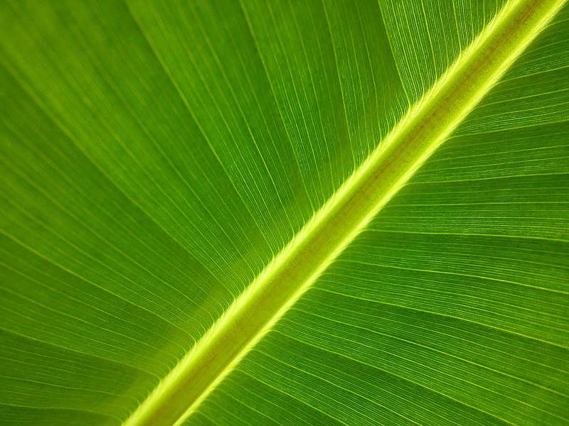 banana tree garden leaf 4k