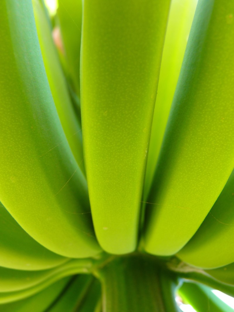 banana banana shrub green plant food 4k